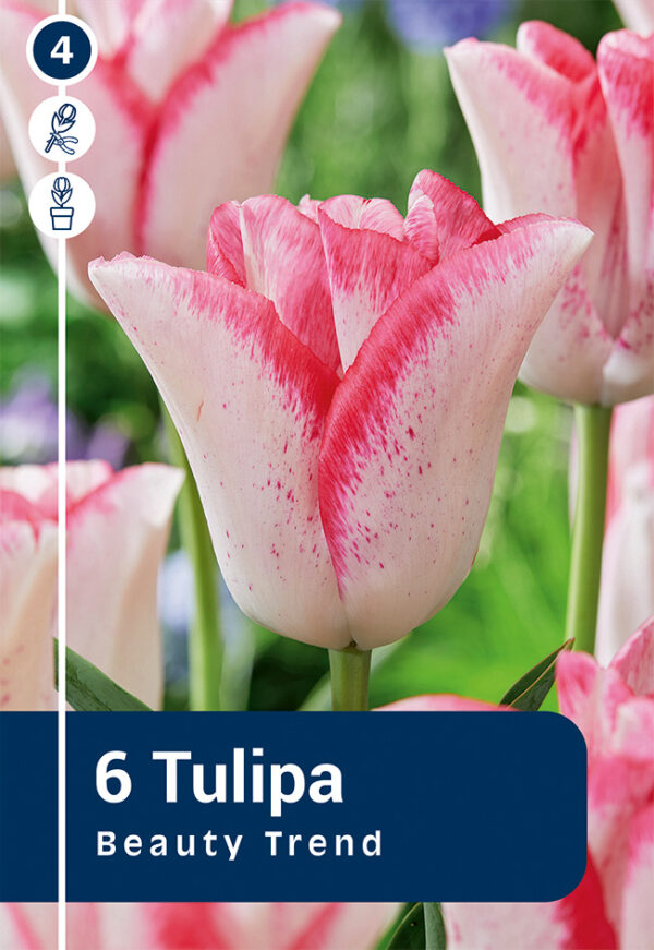 Tulp 'Beauty Trend' 6tk