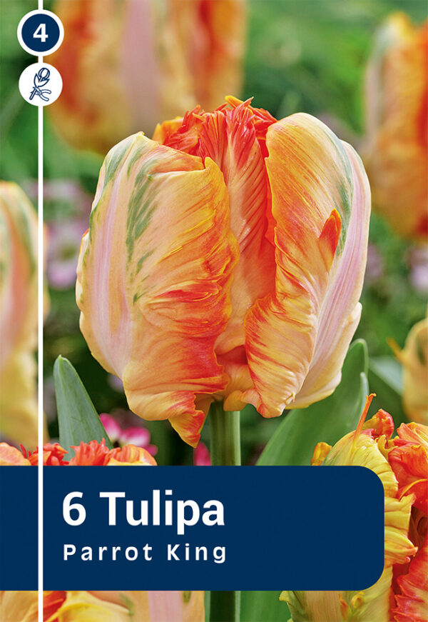 Papagoitulp 'Parrot King' 6tk