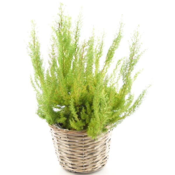 Puis-eerika 'Albert's Gold' P19