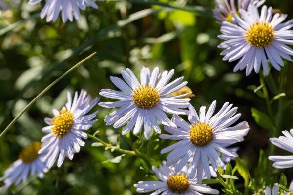 Lõhine kalimeris 'Nana Blue' P17 Eestis Kasvatatud