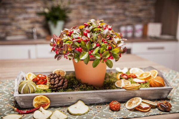 Lamav talihali P10/P11