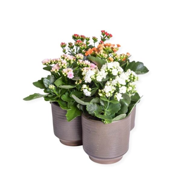 Blossfeldi kalanhoe P12 erinevad