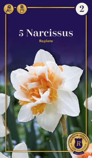 Nartsiss ‘Replete’ 5tk