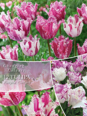 Tulp ‘Purple Circus’ 8tk
