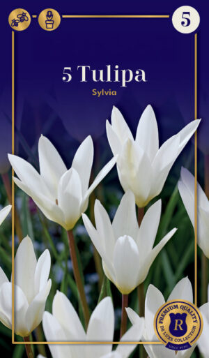Tulp ‘Sylvia’ 5tk