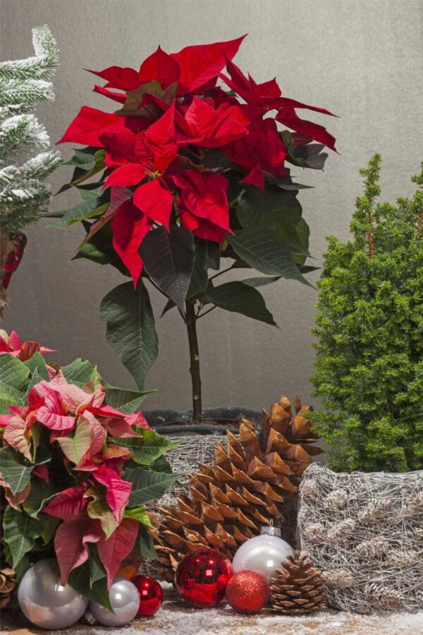 Jõulutäht P17 erinevad tüvel