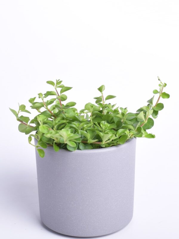 Peperoomia P10,5 erinevad