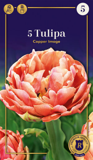Tulp ‘Copper Image’ 5tk