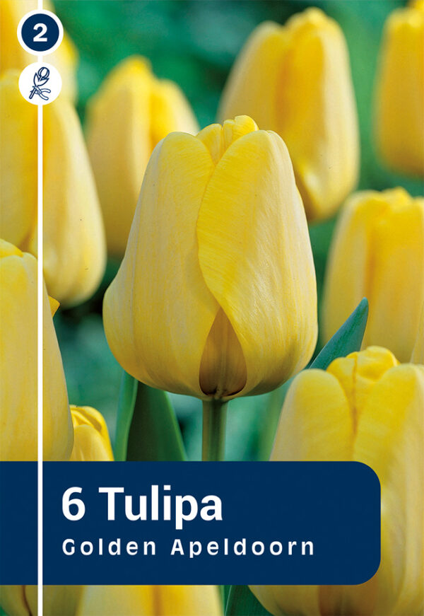 Tulp 'Golden Apeldoorn' 6tk