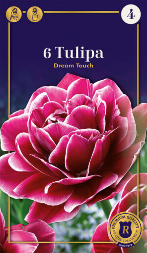 Tulp ‘Dream Touch’ 6tk