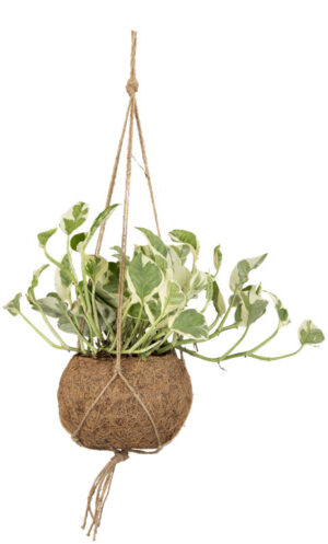 Kuld-nõelköis ‘N’Joy’ P14 amplis