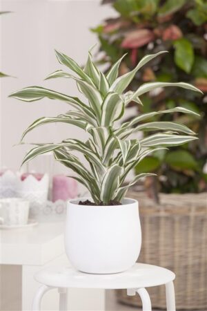 Dereema draakonipuu ‘White Stripe’ P27 100cm