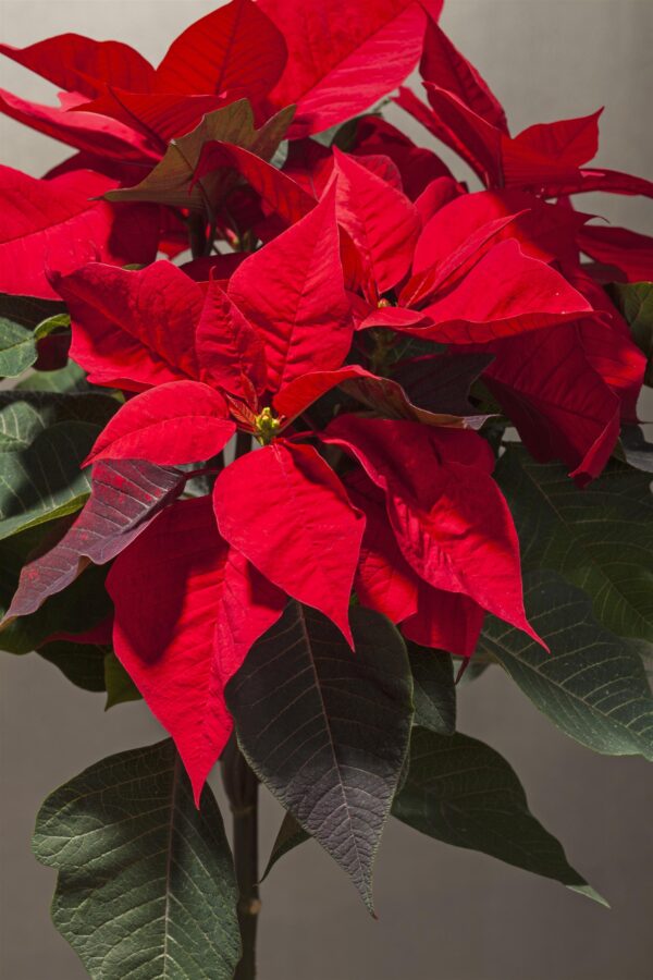 Jõulutäht P12 ekstra 1 õis Eestis kasvatatud