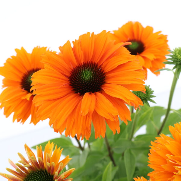 Punane siilkübar 'Sunseekers Mineola' P19 Eestis kasvatatud