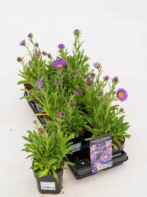 Alpi aster 'Dunkle Schöne' P12 Eestis kasvatatud