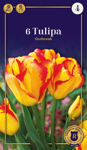 Tulp ‘Outbreak’ 6tk