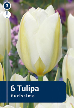 Fosteri tulp ‘Purissima’ 6tk