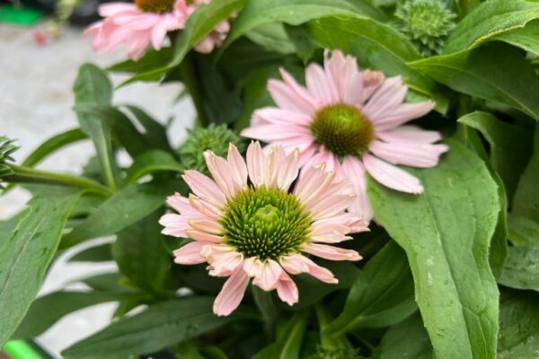 Punane siilkübar 'Sunseekers Blush' P19 Eestis kasvatatud