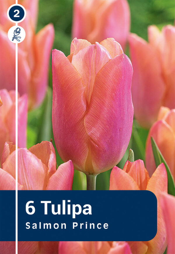 Tulp 'Salmon Prince' 6tk