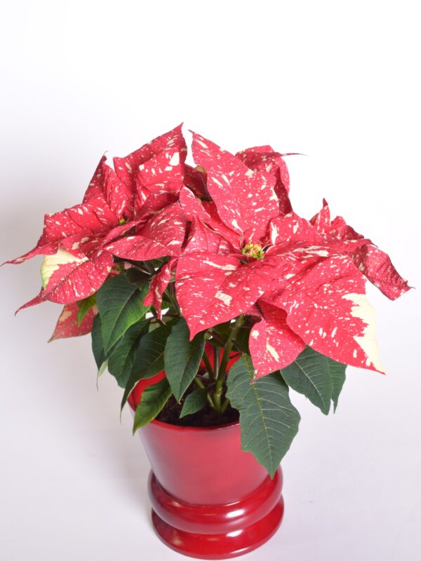 Jõulutäht 'Superba New Glitter' P14