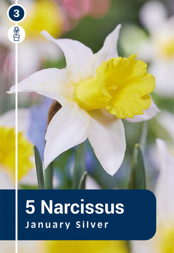 Nartsiss 'January Silver' 5tk