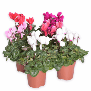 Alpikann P10,5 erinevad Eestis kasvatatud