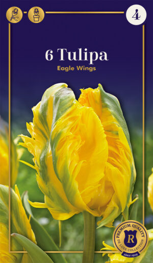 Tulp ‘Eagle Wings’ 6tk