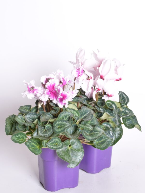 Alpikann P13/P14 Eestis kasvatatud