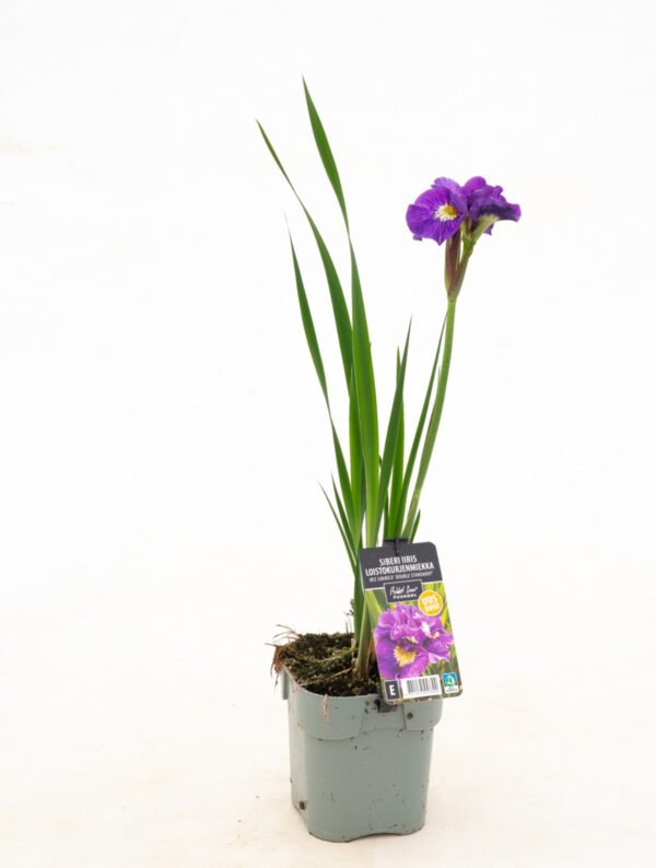 Siberi iiris 'Double Standard' P14 Eestis kasvatatud