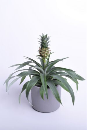 Ananass ‘Mi Amigo’ P12