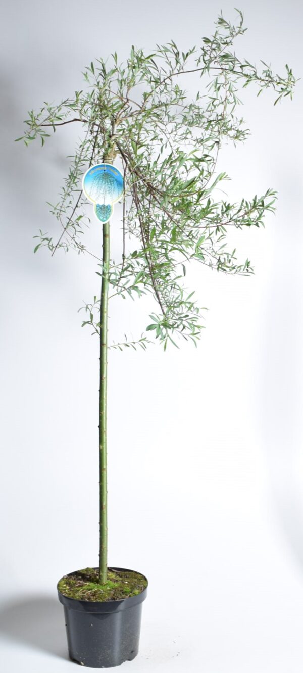 Punapaju 'Pendula' P26 120cm tüvel