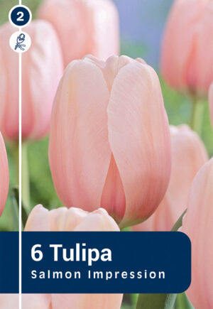 Tulp ‘Salmon Impression’ 6tk