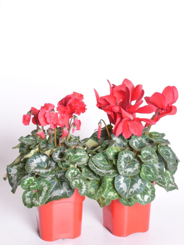 Alpikann P13/P14 Eestis kasvatatud