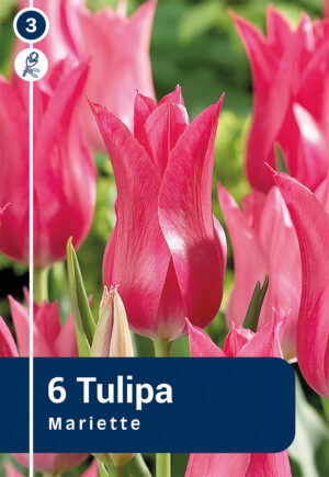 Tulp ‘Mariette’ 6tk