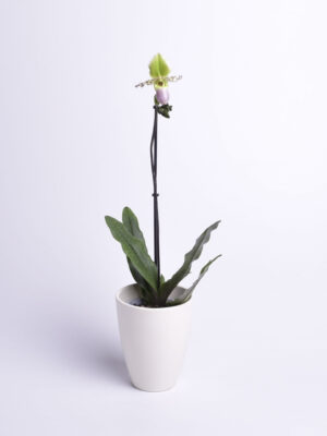 Veenuseking ‘Pinocchio’ P12 erinevad