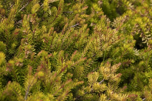 Punane eerika 'Winter Ladies Sarah' P13