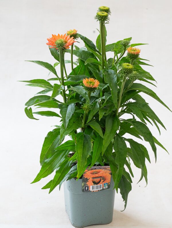 Punane siilkübar 'SunSeekers Pumpkin Pie' P19 Eestis kasvatatud