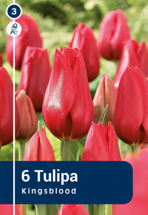 Tulp ‘Kingsblood’ 6tk