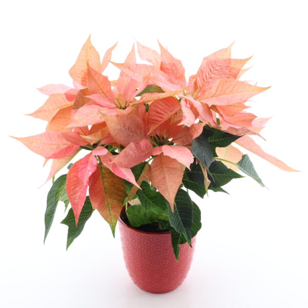 Jõulutäht 'Gulia Salmon Pink' P12