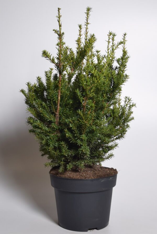 Harilik jugapuu 'Nissens Präsident' P28 50-60cm