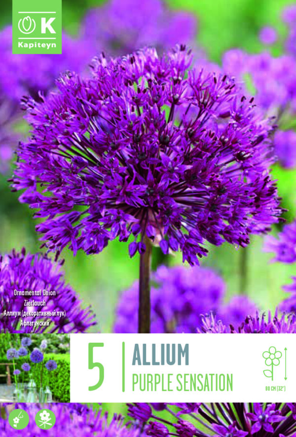 Aflatuni lauk 'Purple Sensation' 5tk