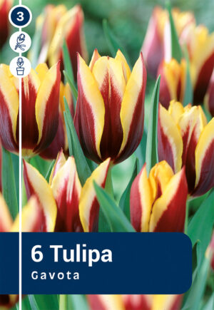 Tulp ‘Gavota’ 6tk