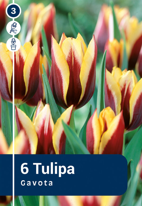 Tulp 'Gavota' 6tk