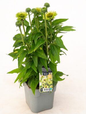 Punane siilkübar ‘Sunseekers Apple Green’ P19 Eestis kasvatatud