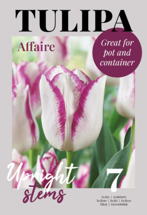 Tulp ‘Affaire’ 7tk