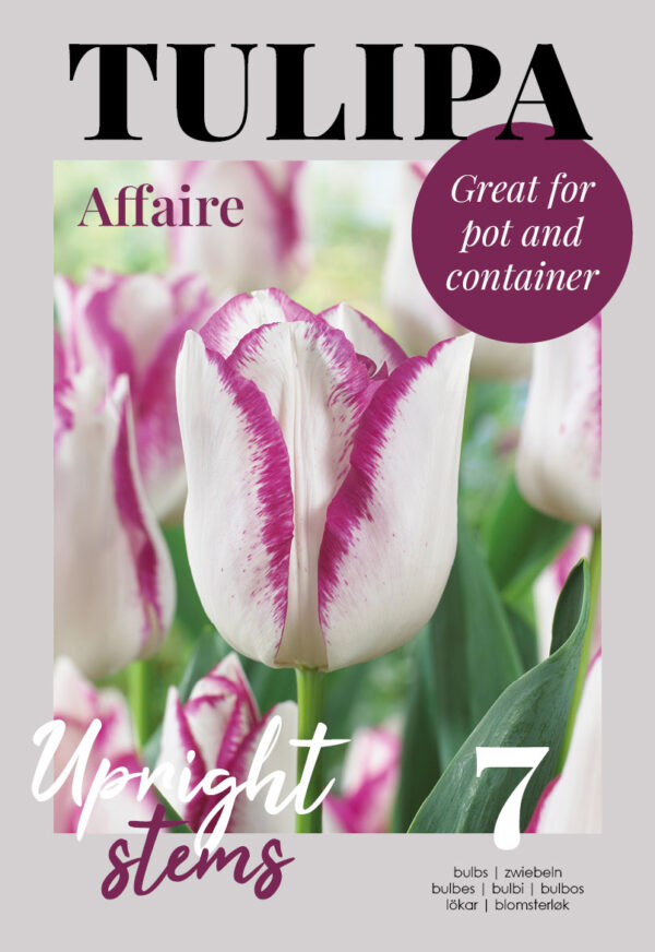 Tulp 'Affaire' 7tk