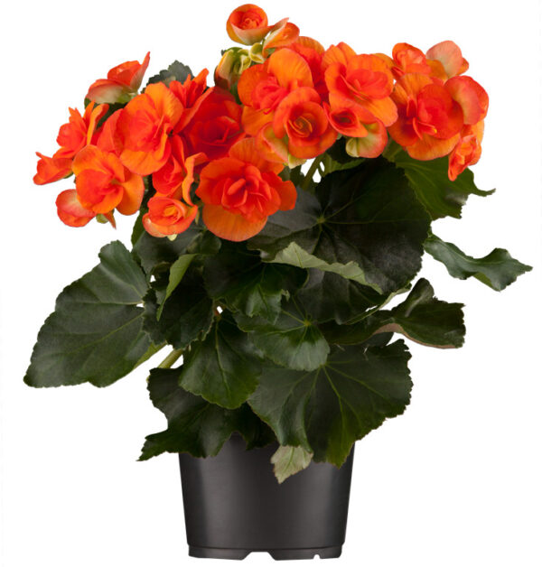 Begoonia P13 erinevad Eestis kasvatatud