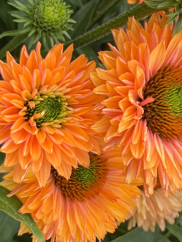 Punane siilkübar 'SunSeekers Pumpkin Pie' P19 Eestis kasvatatud