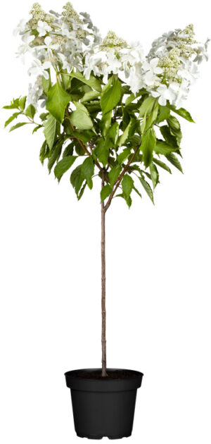 Aedhortensia tüvel erinevad P23