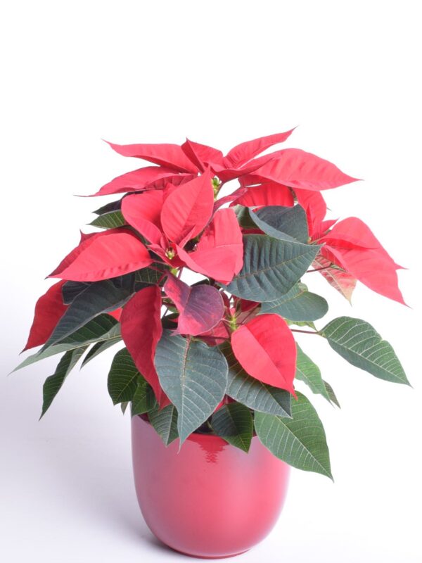 Jõulutäht P13 haruline Eestis kasvatatud